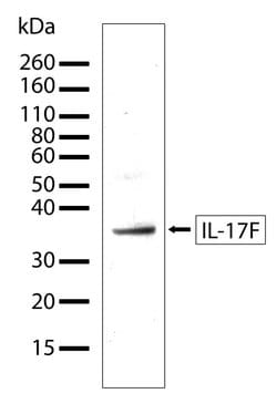 IL-17F Recombinant Polyclonal Antibody (5HCLC), Invitrogen 100 &mu;g; Unconjugated:Antibodies,