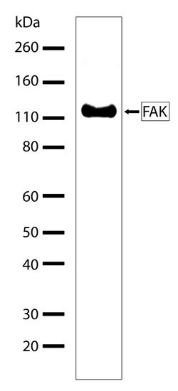 Invitrogen FAK Recombinant Superclonal Antibody (5HCLC) 100 &mu;g; Unconjugated:Antibodies,