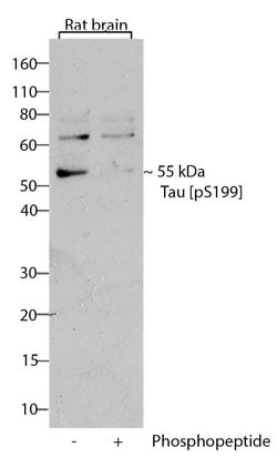 Invitrogen Phospho-Tau (Ser199) Recombinant Superclonal Antibody (2HCLC)