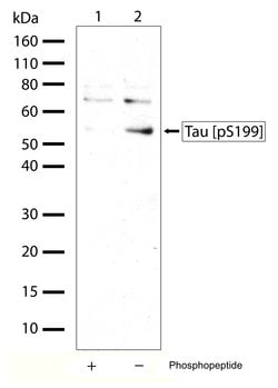 Invitrogen Phospho-Tau (Ser199) Recombinant Superclonal Antibody (2HCLC)