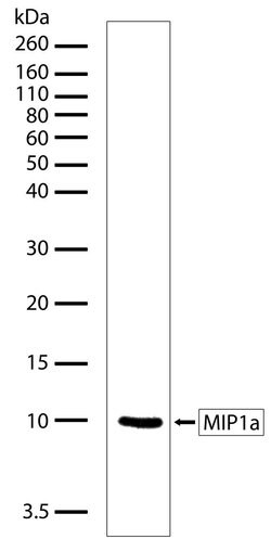 Invitrogen CCL3 Recombinant Superclonal Antibody (1HCLC) 100 &mu;g; Unconjugated:Antibodies,