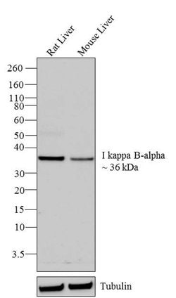 IkB alpha Recombinant Superclonal Antibody (6HCLC):Anticorps, Recombinant