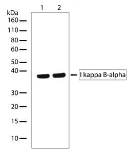 IkB alpha Recombinant Superclonal Antibody (6HCLC):Anticorps, Recombinant