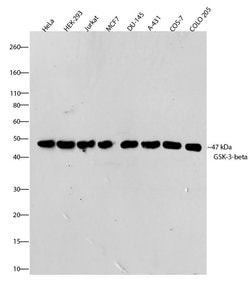 Invitrogen GSK3B Recombinant Superclonal Antibody (1HCLC) 100 &mu;g; Unconjugated:Antibodies,