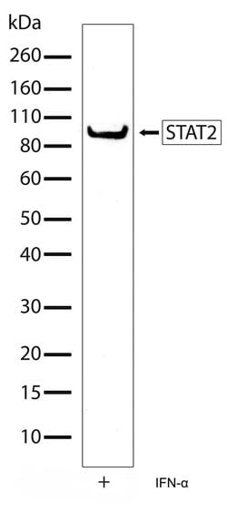 Invitrogen STAT2 Recombinant Superclonal Antibody (1HCLC) 100 &mu;g | Buy Online | Invitrogen&trade; | Fisher Scientific
