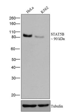 STAT5 beta Recombinant Superclonal Antibody (13HCLC):Antibodies, Recombinant