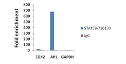 STAT5 beta Recombinant Superclonal Antibody (13HCLC):Antibodies, Recombinant