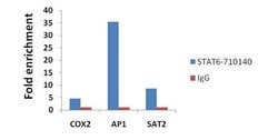 Invitrogen STAT6 Recombinant Superclonal Antibody (21HCLC) 100 &mu;g | Buy Online | Invitrogen&trade; | Fisher Scientific