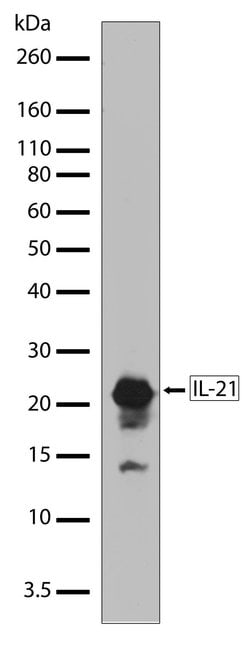 Invitrogen IL-21 Recombinant Superclonal Antibody (18HCLC) 100 &mu;g; Unconjugated:Antibodies,