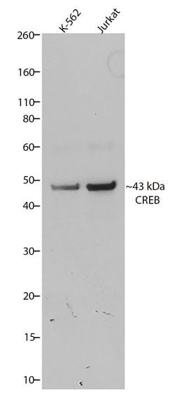 Invitrogen CREB Recombinant Superclonal Antibody (3HCLC) 100 &mu;g; Unconjugated:Antibodies,