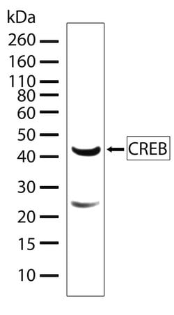 Invitrogen CREB Recombinant Superclonal Antibody (3HCLC) 100 &mu;g; Unconjugated:Antibodies,