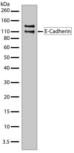 Invitrogen E-cadherin Recombinant Superclonal Antibody (5HCLC) 100 &mu;g;