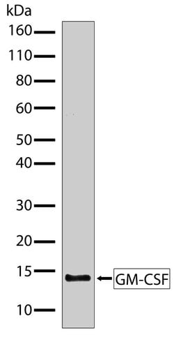 Invitrogen&trade;&nbsp;GM-CSF Recombinant Superclonal&trade; Antibody (7HCLC)