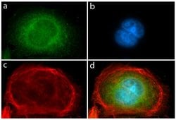 Invitrogen&trade;&nbsp;PDGFRA Recombinant Superclonal&trade; Antibody