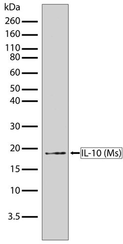 Invitrogen IL-10 Recombinant Superclonal Antibody (1HCLC) 100 &mu;g; Unconjugated:Antibodies,