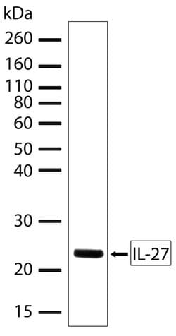 Invitrogen IL-27 p28 Recombinant Superclonal Antibody (7HCLC) 100 &mu;g;