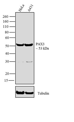 Invitrogen PAX3 Recombinant Superclonal Antibody (16HCLC) 100 &mu;g; Unconjugated:Antibodies,