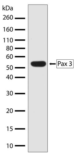 Invitrogen PAX3 Recombinant Superclonal Antibody (16HCLC) 100 &mu;g; Unconjugated:Antibodies,