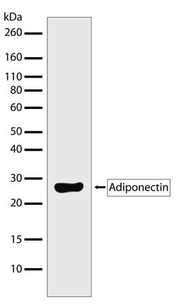 Adiponectin Recombinant Superclonal Antibody:Antibodies, Recombinant Superclonal