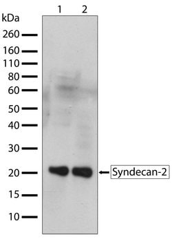 Invitrogen Syndecan 2 Recombinant Superclonal Antibody (2HCLC) 100 &mu;g;