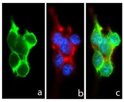 Invitrogen Pannexin 1 Recombinant Superclonal Antibody (11HCLC) 100 &mu;g;