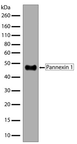 Invitrogen Pannexin 1 Recombinant Superclonal Antibody (11HCLC) 100 &mu;g;
