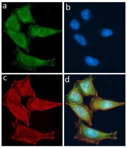 Invitrogen TLR4 Recombinant Superclonal Antibody (20HCLC) 100 &mu;g; Unconjugated:Anticuerpos