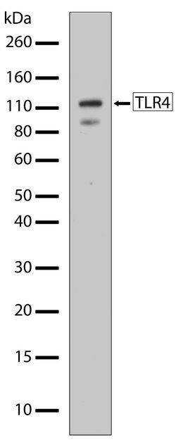 Invitrogen TLR4 Recombinant Superclonal Antibody (20HCLC) 100 &mu;g; Unconjugated:Anticuerpos