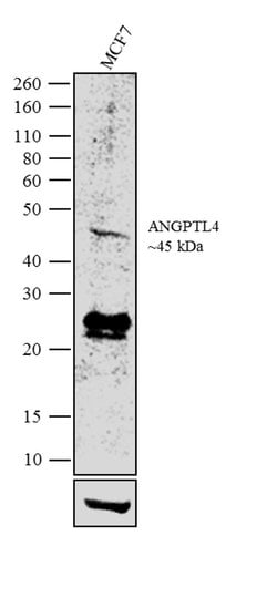 ANGPTL4 Recombinant Superclonal Antibody (1HCLC):Antibodies, Recombinant