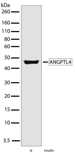 ANGPTL4 Recombinant Superclonal Antibody (1HCLC):Antibodies, Recombinant
