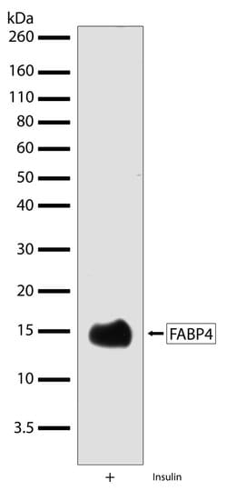 Invitrogen FABP4 Recombinant Superclonal Antibody (2HCLC) 100 &mu;g; Unconjugated:Antibodies,