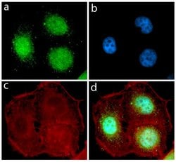 Invitrogen Rex1 Recombinant Superclonal Antibody (14HCLC) 100 &mu;g; Unconjugated:Antibodies,