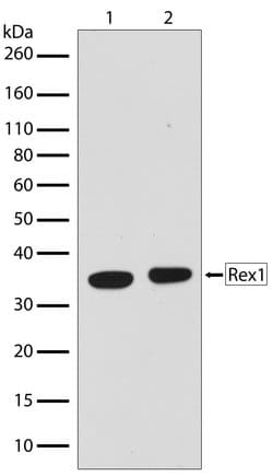 Invitrogen Rex1 Recombinant Superclonal Antibody (14HCLC) 100 &mu;g; Unconjugated:Antibodies,