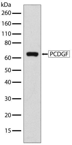 Invitrogen Granulins Recombinant Superclonal Antibody (2HCLC) 100 &mu;g;