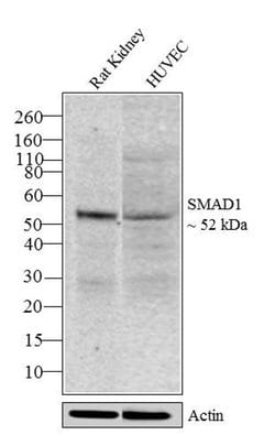SMAD1 Recombinant Polyclonal Antibody (12HCLC), Invitrogen 100 &mu;g | Buy Online | Invitrogen | Fisher Scientific