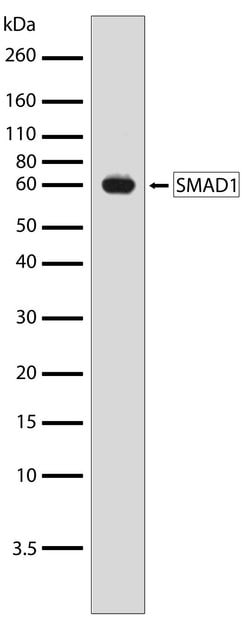 SMAD1 Recombinant Polyclonal Antibody (12HCLC), Invitrogen 100 &mu;g | Buy Online | Invitrogen | Fisher Scientific