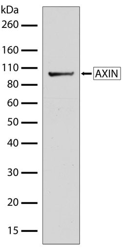 Invitrogen AXIN1 Recombinant Superclonal Antibody (11HCLC) 100 &mu;g | Buy Online | Invitrogen&trade; | Fisher Scientific