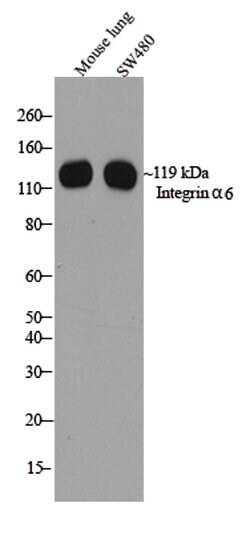 Invitrogen CD49f Recombinant Superclonal Antibody (5HCLC) 100 &mu;g; Unconjugated:Antibodies,