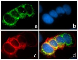 Invitrogen CD49f Recombinant Superclonal Antibody (5HCLC) 100 &mu;g; Unconjugated:Antibodies,