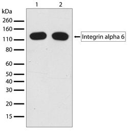 Invitrogen CD49f Recombinant Superclonal Antibody (5HCLC) 100 &mu;g; Unconjugated:Antibodies,