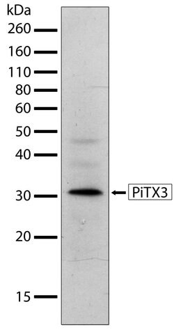Invitrogen PITX3 Recombinant Superclonal Antibody (7M5HCLC) 100 &mu;g;
