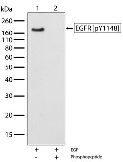 Invitrogen Phospho-EGFR (Tyr1148) Recombinant Superclonal Antibody (8HCLC)