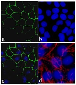 Invitrogen Claudin 2 Recombinant Superclonal Antibody (3HCLC) 100 &mu;g;