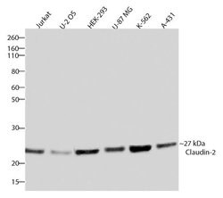 Invitrogen Claudin 2 Recombinant Superclonal Antibody (3HCLC) 100 &mu;g;