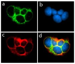 Invitrogen Claudin 2 Recombinant Superclonal Antibody (3HCLC) 100 &mu;g;