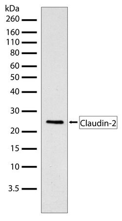Invitrogen Claudin 2 Recombinant Superclonal Antibody (3HCLC) 100 &mu;g;