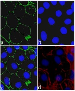 Invitrogen Claudin 8 Recombinant Superclonal Antibody (4HCLC) 100 &mu;g;