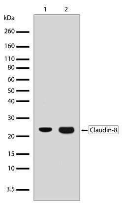 Invitrogen Claudin 8 Recombinant Superclonal Antibody (4HCLC) 100 &mu;g;