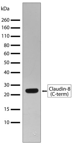 Claudin 8 Recombinant Polyclonal Antibody (6HCLC), Invitrogen 100 &mu;g;