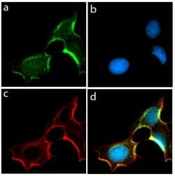 Connexin 36 Recombinant Polyclonal Antibody (2HCLC), Invitrogen 100 &mu;g;